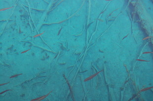 蓝绿色底纹上的红色小鱼