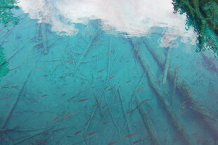 清澈水面倒映树木天空