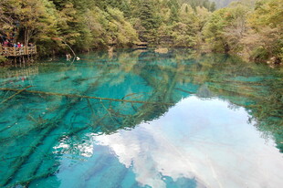 清澈碧绿的林间湖水