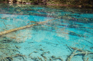清澈蓝水下的枯木景观