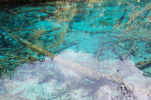 清澈海水中的美丽海洋生物