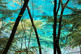 透过树林望湛蓝湖水