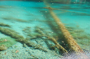 清澈水下的古老木质残骸