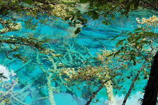 水下奇幻森林景观