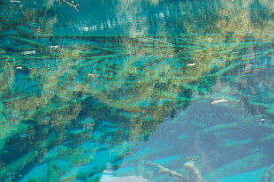 清澈水底的斑斓景象