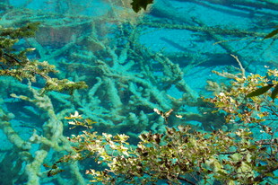 海底绚烂珊瑚景观