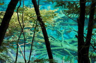 清澈湖水下的树木景观