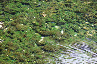 水底繁茂的绿色水生植物