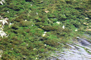 俯瞰葱郁山林与水域