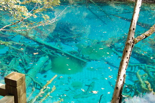 清澈蓝湖与枯木景观