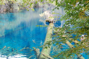 梦幻蓝湖旁的葱郁枝叶