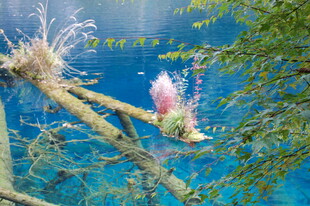 水下树枝与绽放的粉色植物