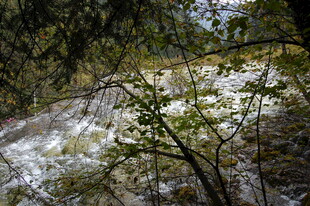 林间溪流 绿意盎然的景致