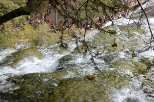 山间溪流旁的繁茂树枝