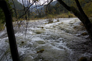 山间湍急溪流穿行于树林