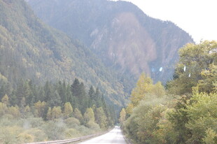 山间公路旁的葱郁树林