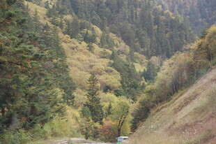 山间公路穿行于多彩山林