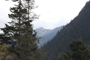 山林间的挺拔树木与远山