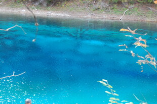 清澈蓝湖中的漂浮枝叶