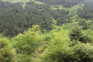 山林葱郁的自然景致