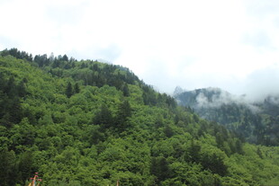 青山葱郁间云雾缭绕