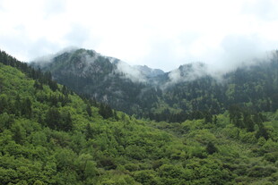 青山云雾间的翠绿山林