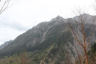 巍峨山峦与枯树之景