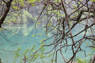 春日湖畔新绿树枝映湖景