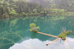 青山绿水间的木桥美景