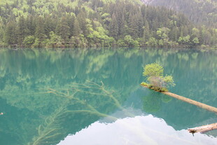 清澈湖景中的自然小景