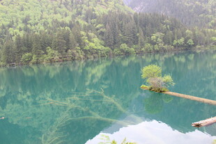 梦幻蓝湖中的孤树奇景