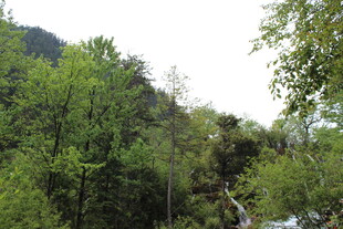 山林绿意盎然的自然景致