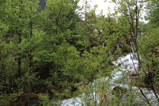 山林间的潺潺溪流