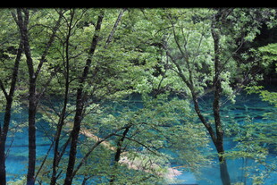 蓝湖旁的葱郁树林