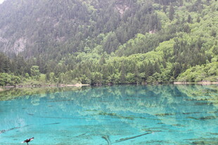 清澈蓝湖映山林美景