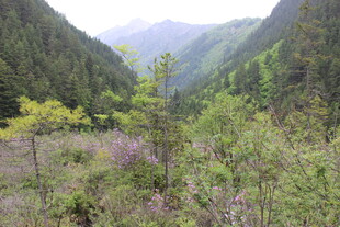 山间葱郁植被景观