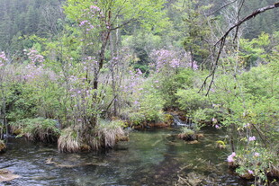 山间溪流旁的繁茂野景