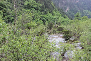 山间溪流旁的繁茂植被