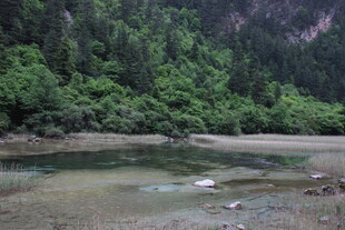 山间清浅溪流与葱郁植被