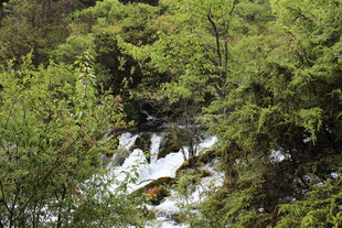山林间的潺潺溪流