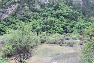 山间绿意盎然的溪流景色