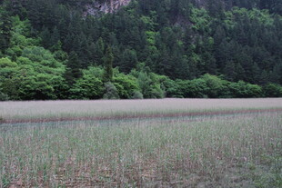 山间浅滩 绿意盎然之景