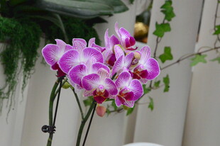 蝴蝶兰  