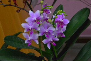 蝴蝶兰  