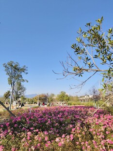 花海蓝天绿树