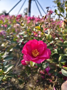 粉红色山茶花