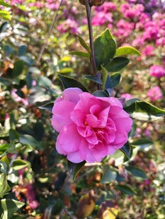 娇艳山茶花