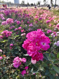娇艳多彩月季花