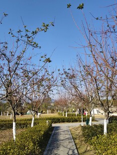 公园小径 树景