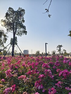 繁花盛开